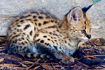 Serval Cub