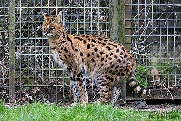 Serval