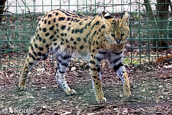 Serval