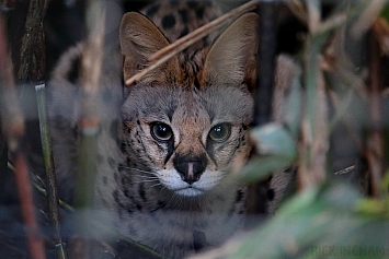 Serval