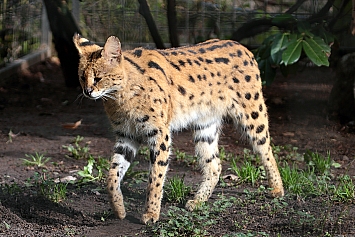 Serval