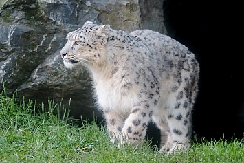 Snow Leopard