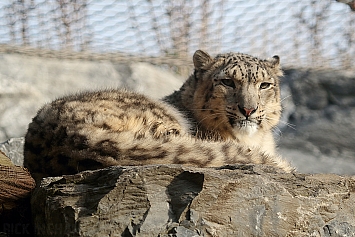 Snow Leopard