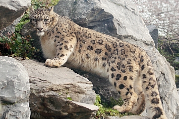 Snow Leopard