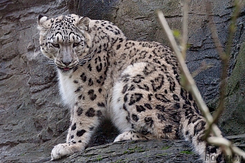 Snow Leopard