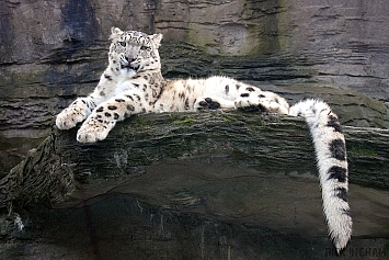 Snow Leopard