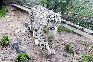 Snow Leopard