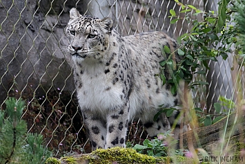 Snow Leopard