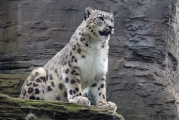 Snow Leopard