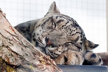 Snow Leopard