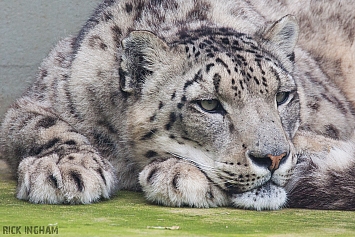 Snow Leopard