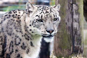 Snow Leopard