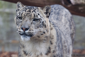 Snow Leopard