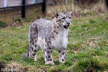 Snow Leopard