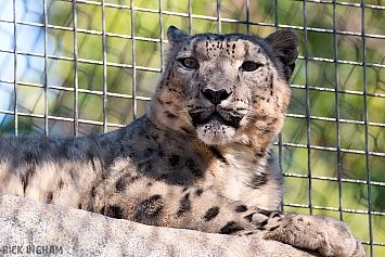 Snow Leopard