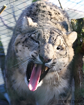 Snow Leopard