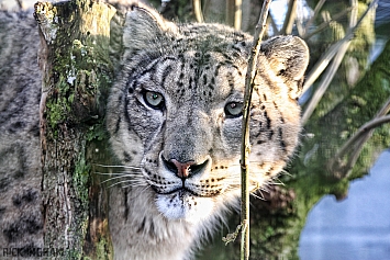 Snow Leopard