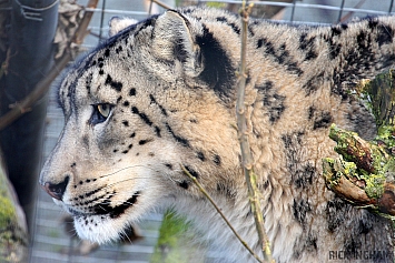 Snow Leopard