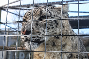 Snow Leopard