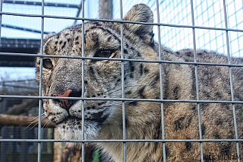 Snow Leopard