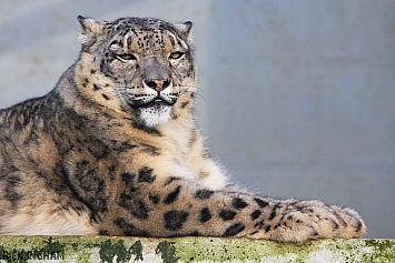 Snow Leopard