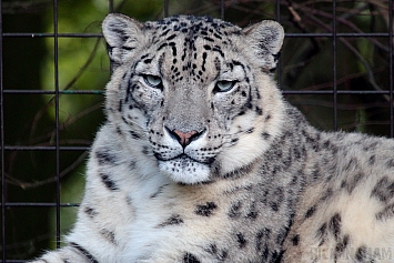 Snow Leopard