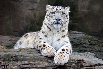 Snow Leopard