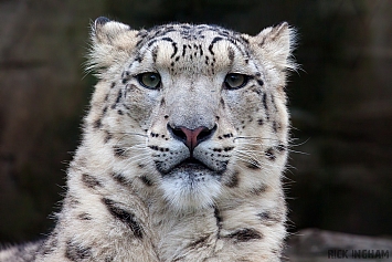 Snow Leopard