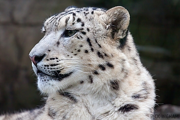 Snow Leopard