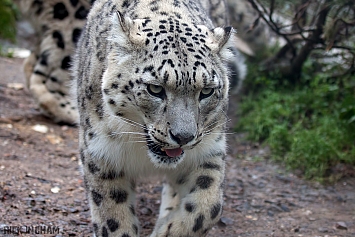 Snow Leopard