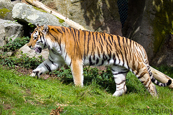 Amur Tiger