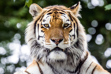 Amur Tiger