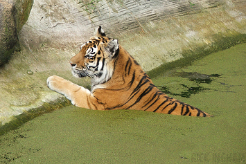 Amur Tiger