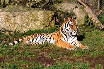 Amur Tiger