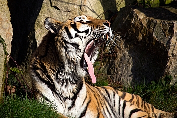 Amur Tiger