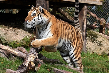 Amur Tiger