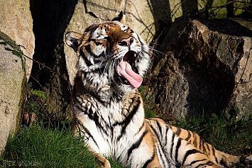 Amur Tiger