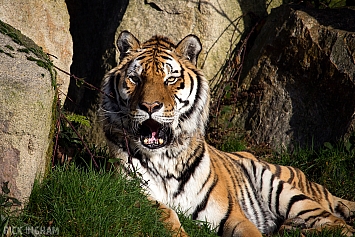 Amur Tiger