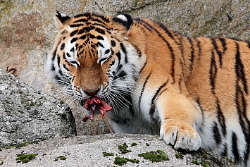 Amur Tiger