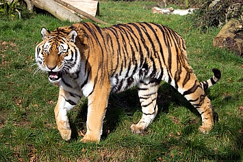 Amur Tiger