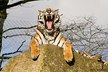 Amur Tiger