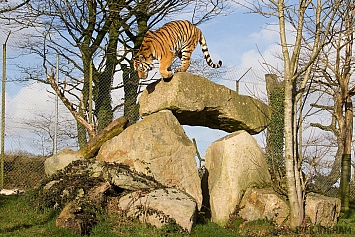 Amur Tiger