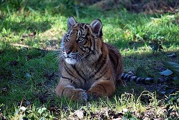 Sumatran Tiger