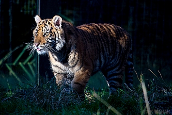 Sumatran Tiger