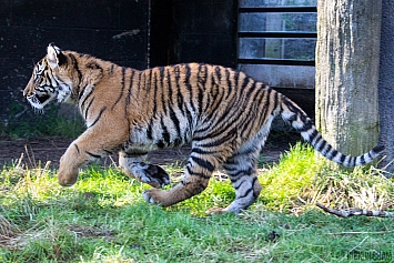 Sumatran Tiger