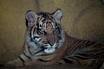 Sumatran Tiger