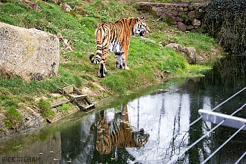 Amur Tiger