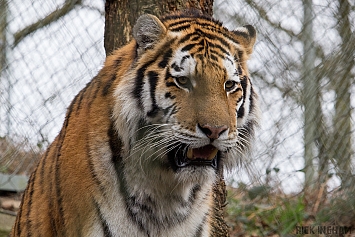 Amur Tiger