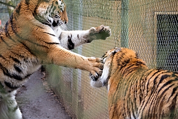 Amur Tiger