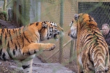 Amur Tiger